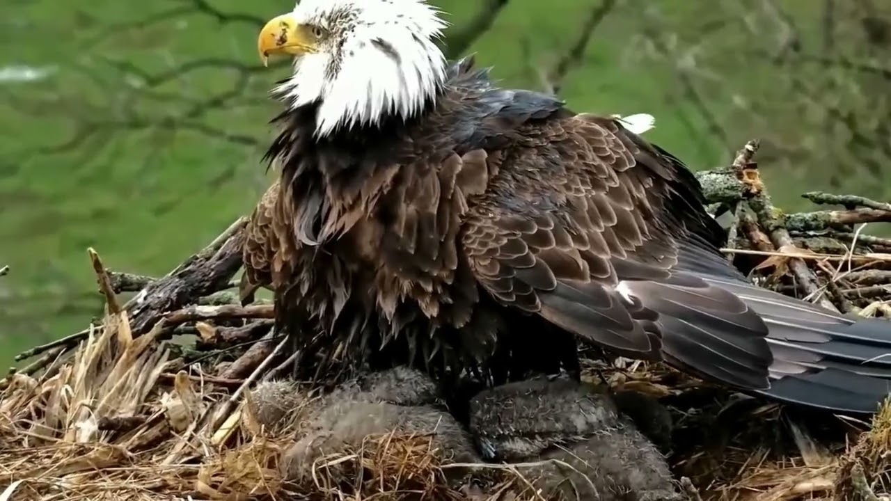 S05#1510 #baldeagle | Review mother bird brings food to feed her chicks | bird nest with nature S05
