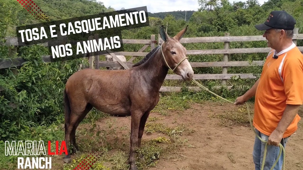 Dia de Manejo na Fazenda: Tosando e Aplicando Remédio nos Equinos!