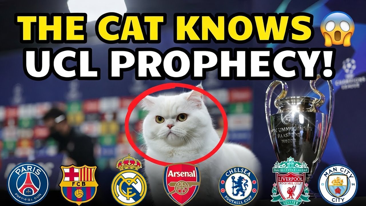 Why Did a Cat Predict the UCL 2026 Finalists 😱