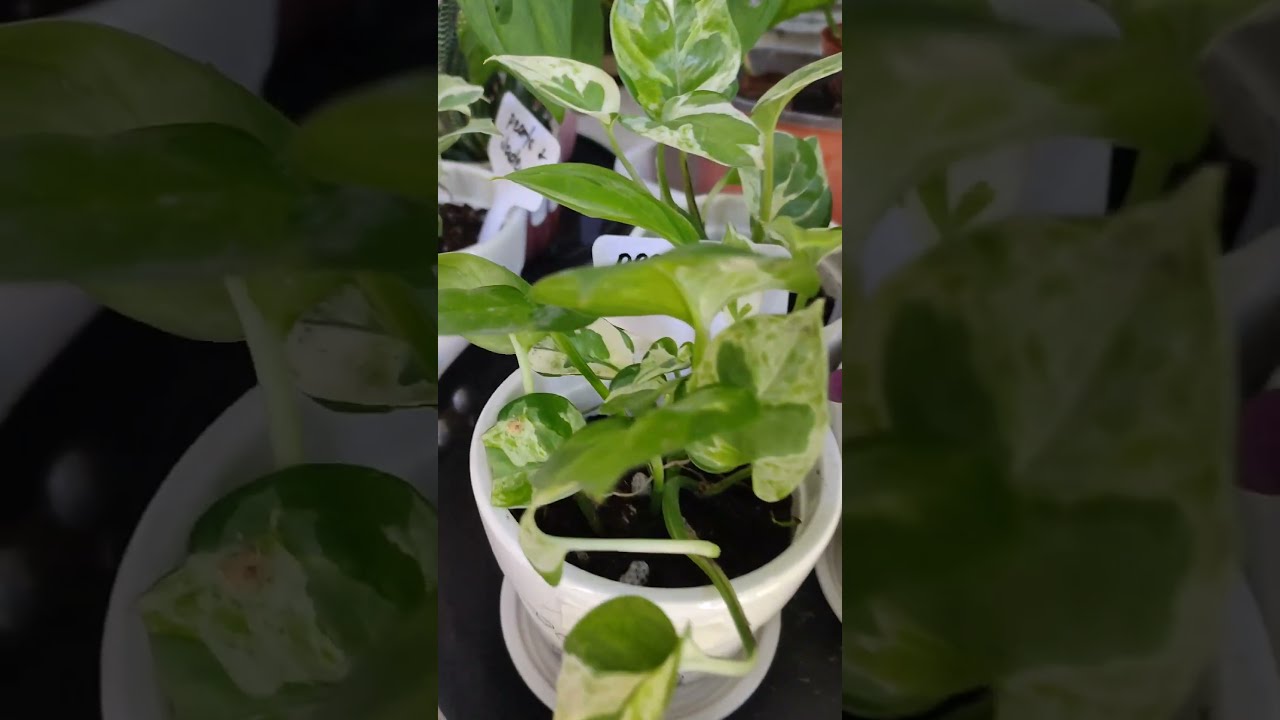 🌿Plant sale at Brewed Mania shop. #plantsale #juliardbotanical