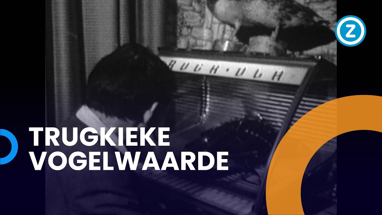 Trugkieke, Vogelwaarde