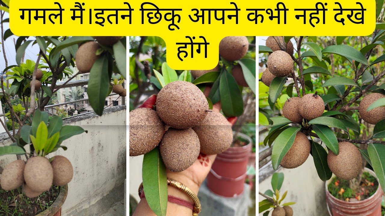 chiku/sapota/sapodilla/chikoo plant full of fruits in pot|update on chiku plant in pot fruit in bulk
