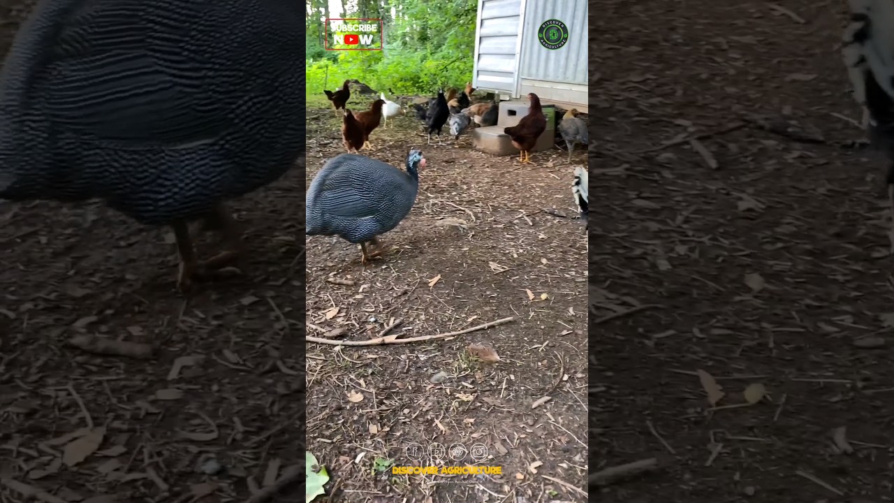 Benefits of Guinea Fowl Farming