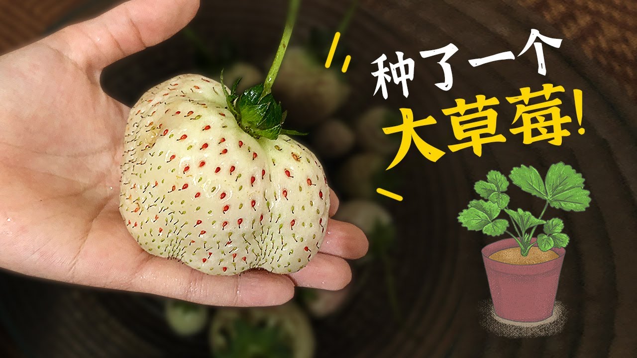 这个超大草莓是怎样种的？