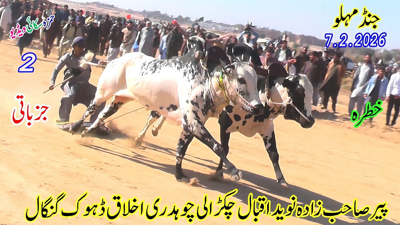 Bull Race ( No 2 ) Jand Melu 7 2 2026  QazeJee