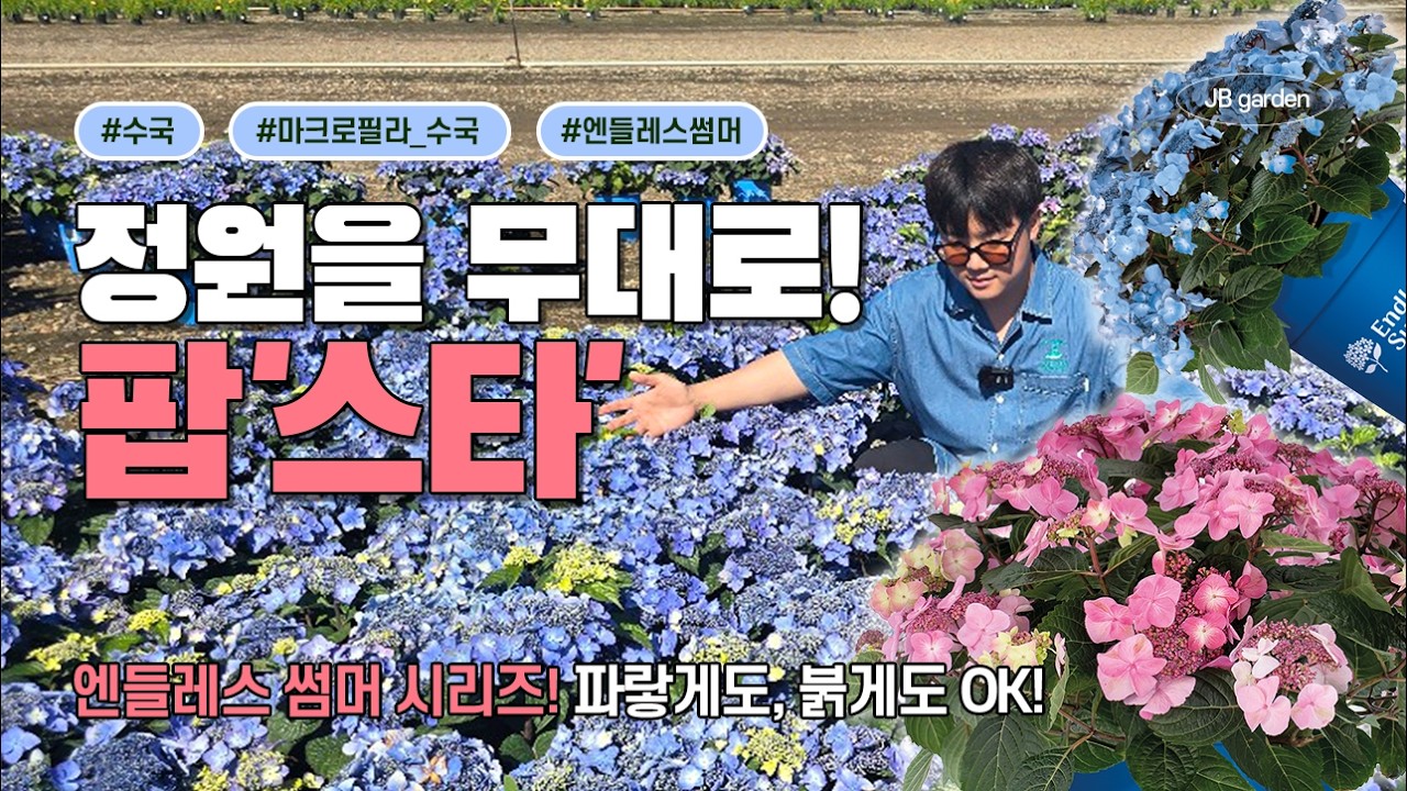 입고 완료 | 케데헌 뛰어넘는 수국... 민트색과 푸른빛이 조화로운 엔들레스썸머 팝스타! 정원을 무대로 춤추는 팝스타 💃🕺