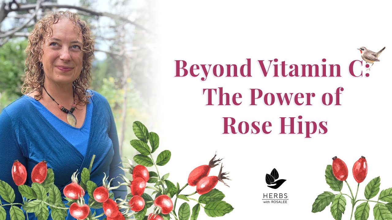 Rose Hips Benefits (Even After Drying or Heating!)