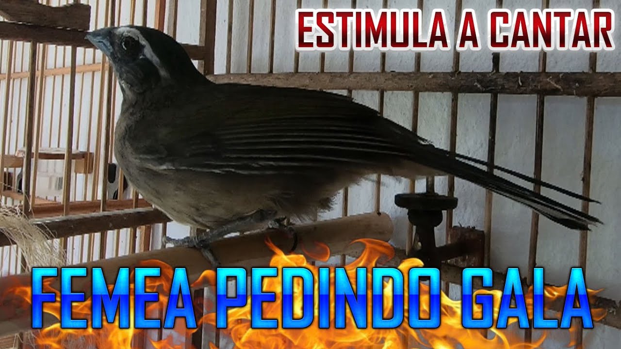 🔴 FEMEA DE TRINCA FERRO 🔥 PEDINDO GALA / ESQUENTE SEU TRINCA FERRO / SALTADOR SIMILIS