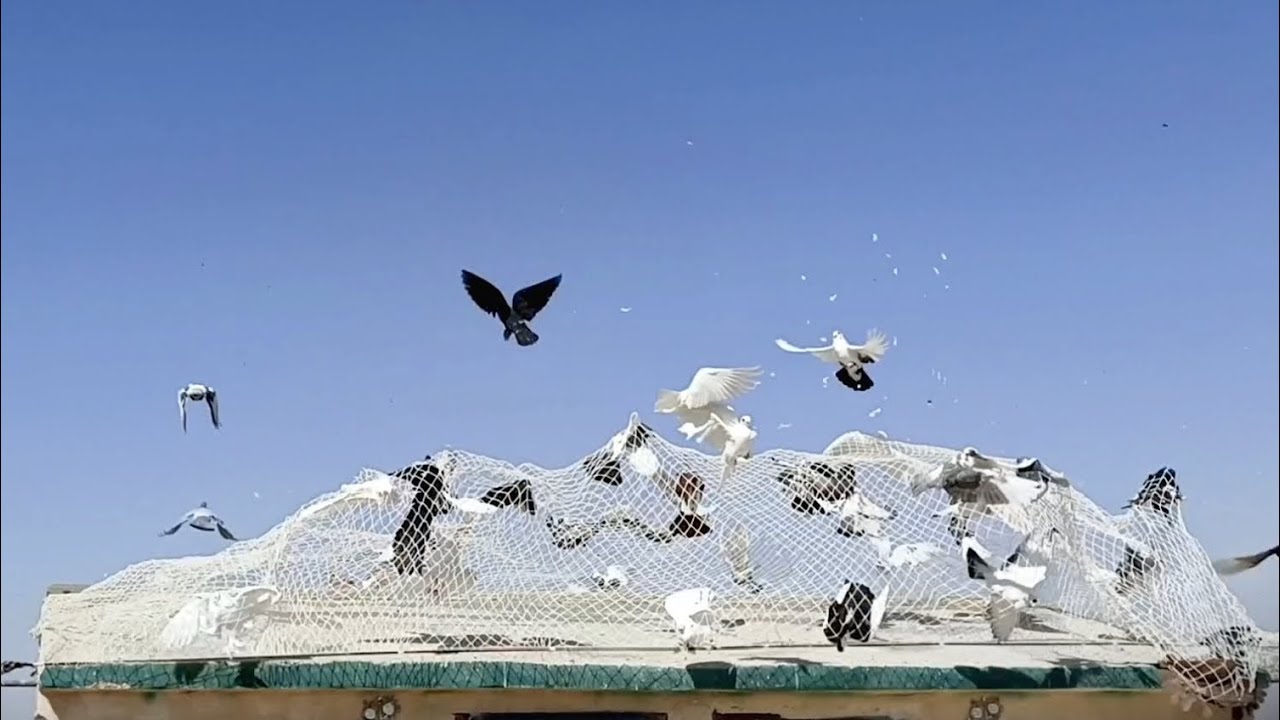 صيد اليوم بوز ابيض في اعداء 😂 ✂️