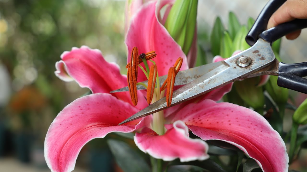 百合花开了，看准这里剪一刀，花多开20天