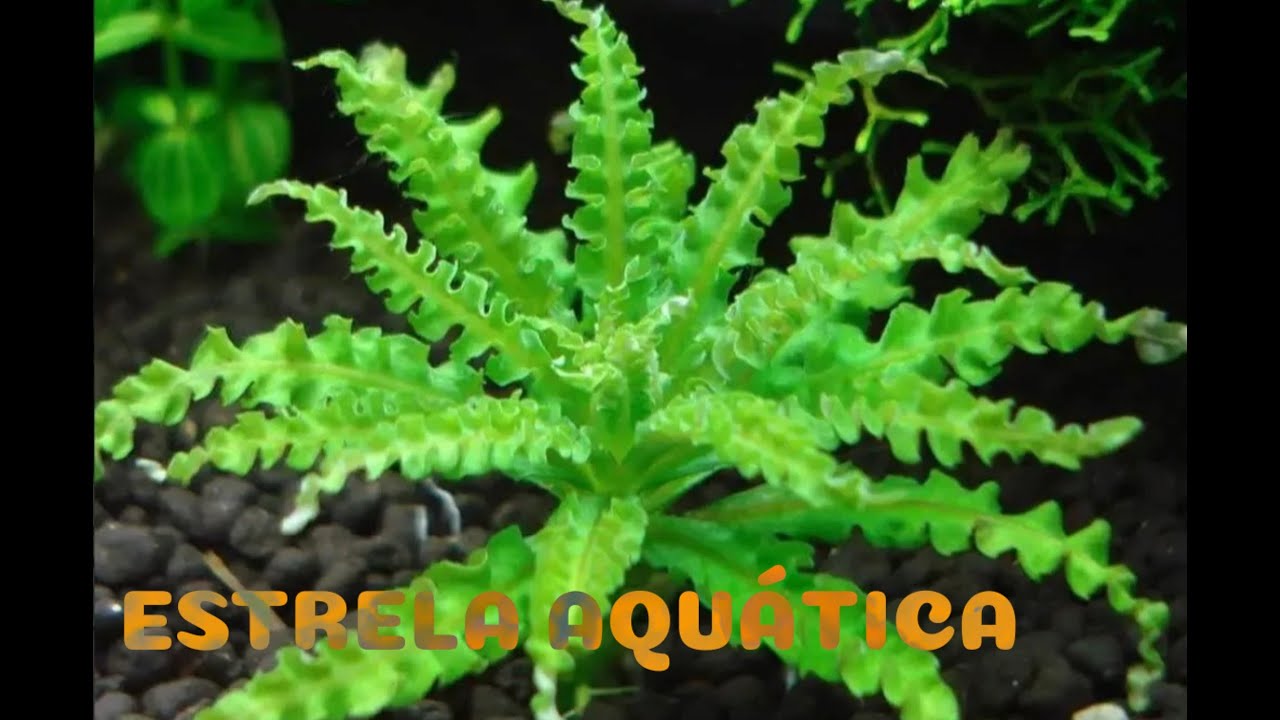 POGOSTEMON HELFERI, DA TAILÂNDIA PARA O MUNDO