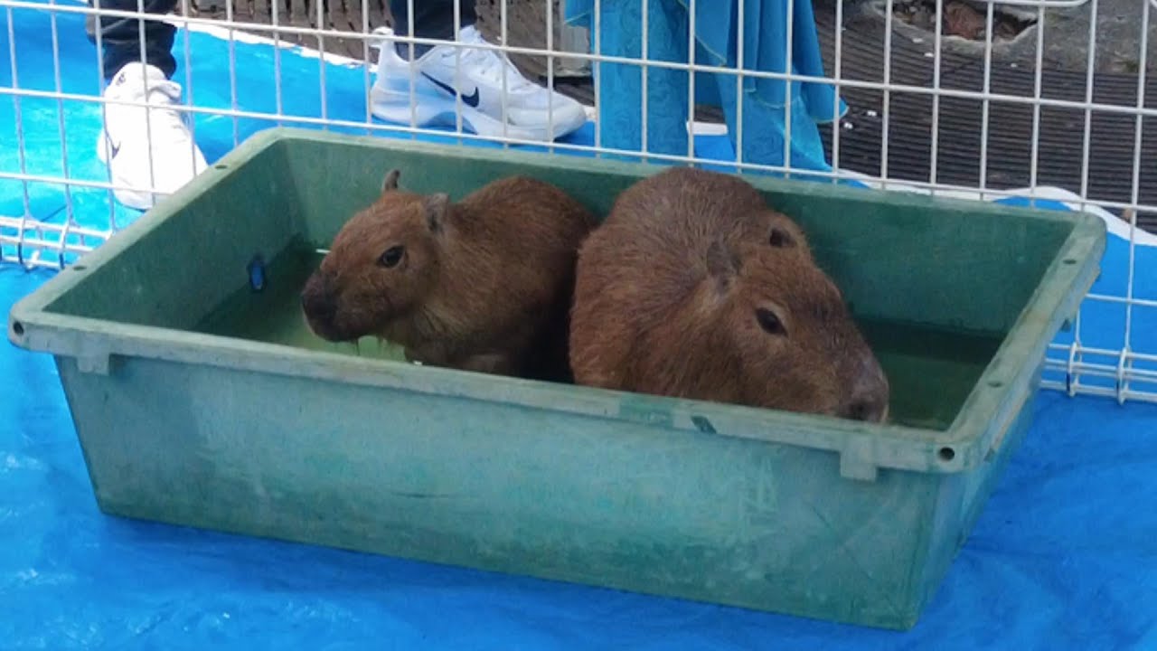 【カピ活】SHINJUKUカピバラ夏祭り