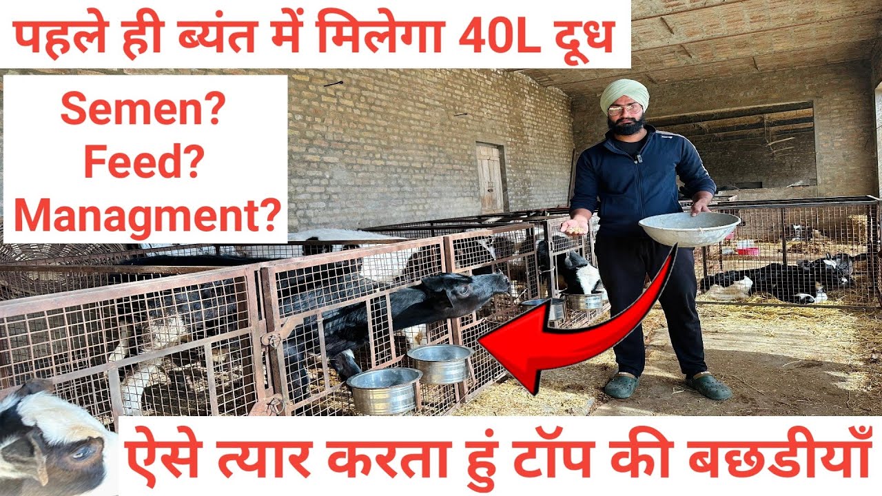 बछड़ी को कैसे तैयार करें।cow ke bacche ko kaise taiyar kare। feed to grow calf। Profit and loss ।