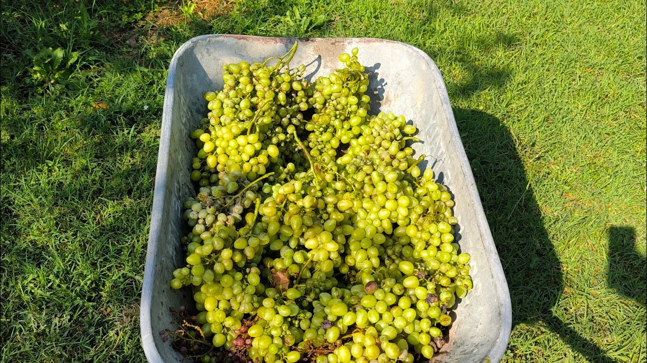 Suli 🍇,LISZTHARMAT  Permet,,Szódabikarbóna,, Miért nem használnak a Felszívódó és a kontakt szerek