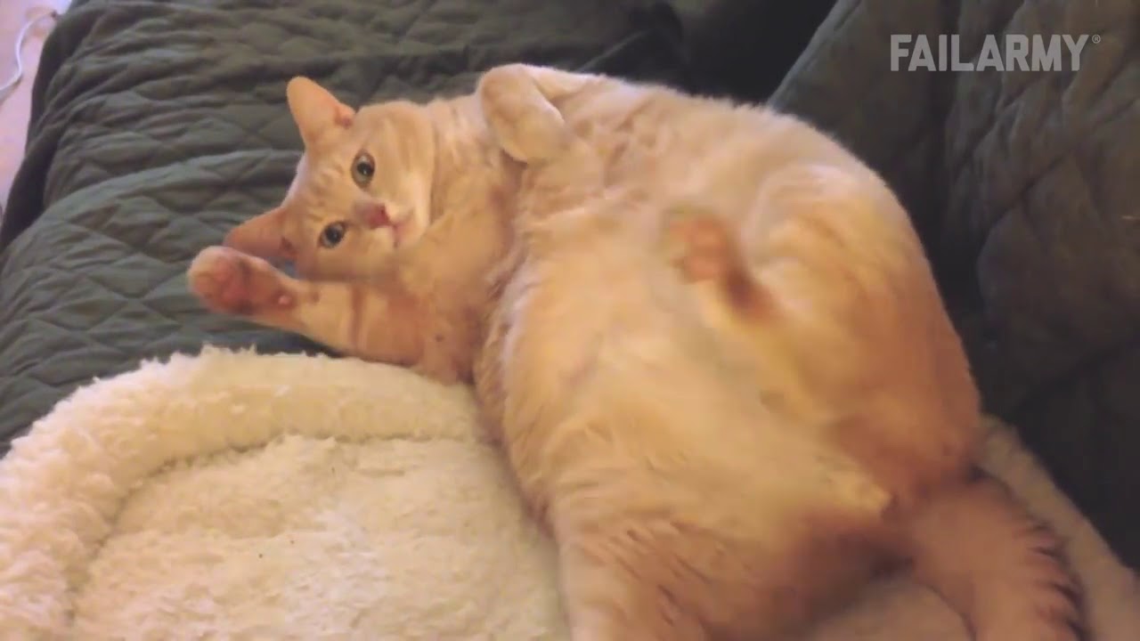 Les râtés de chats les plus drôles - Vidéogag - Compilation avril 2017