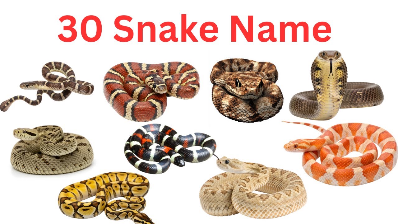 30 Snake Names for Kids learn all types of snakes with kids fun #kids 