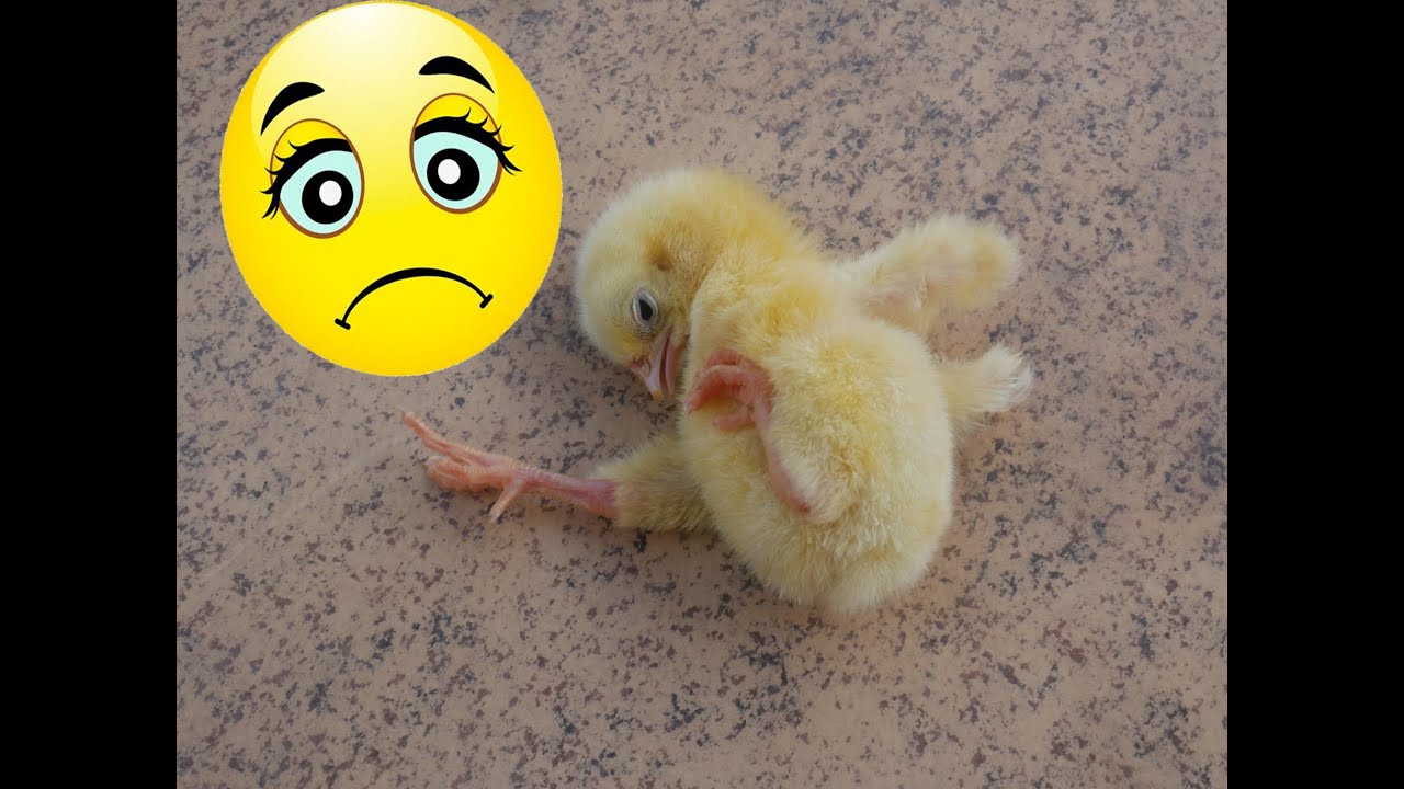 Comment aider un poussin avec problème de pattes estropié