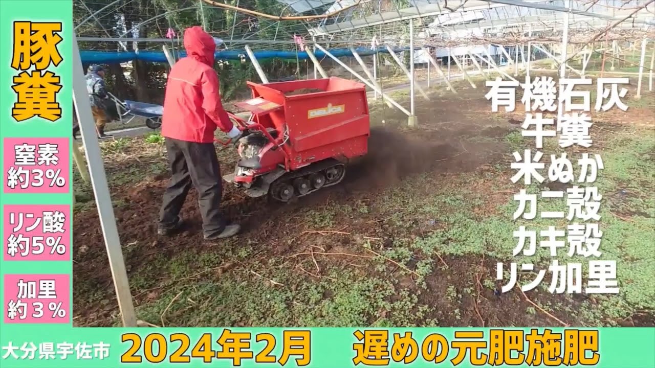 「ぶどうの作業」遅めの元肥施肥はどうなる？今回は追加の豚糞！