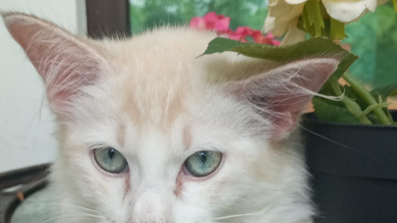 Time Machine Cats !!!! Longest Daily Cat's Story