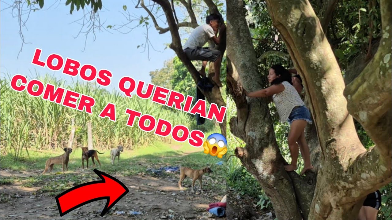 LOBOS salen del cañal y atac4n a todo el grupo todos se ponen a llorar