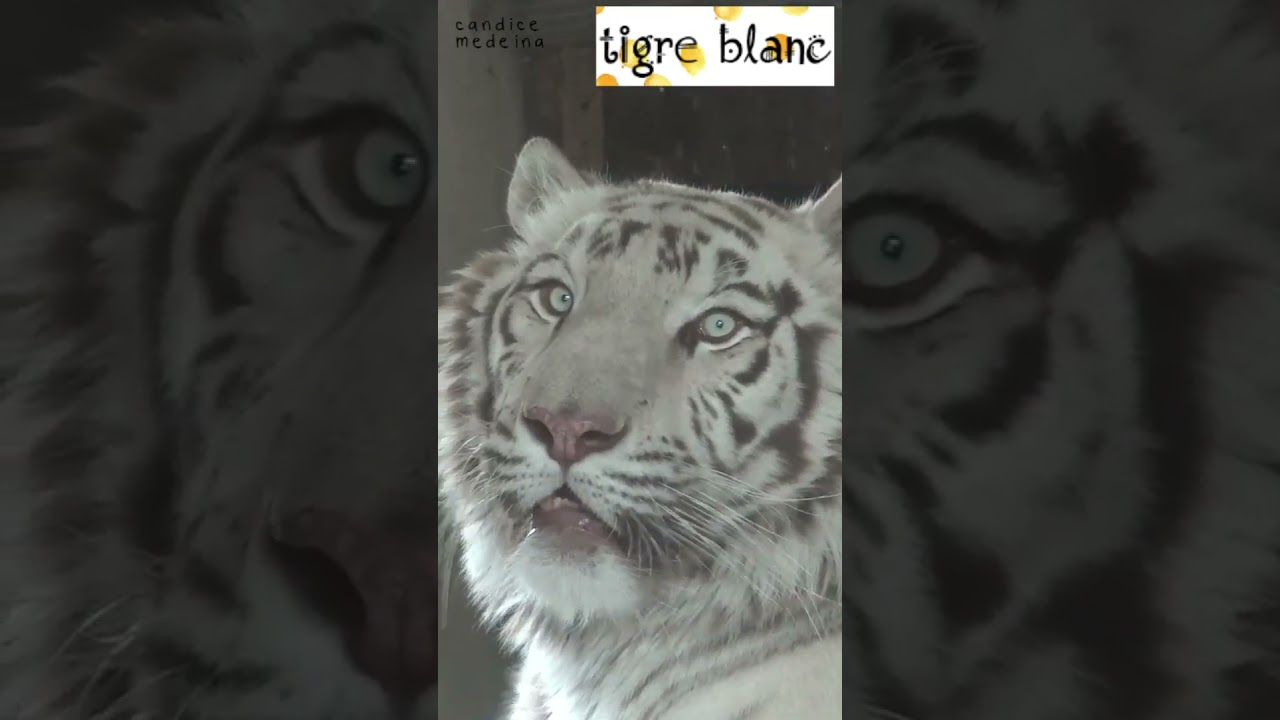 Tigre Blanc Baille au Parc animalier de la Barben 🐅 🥱