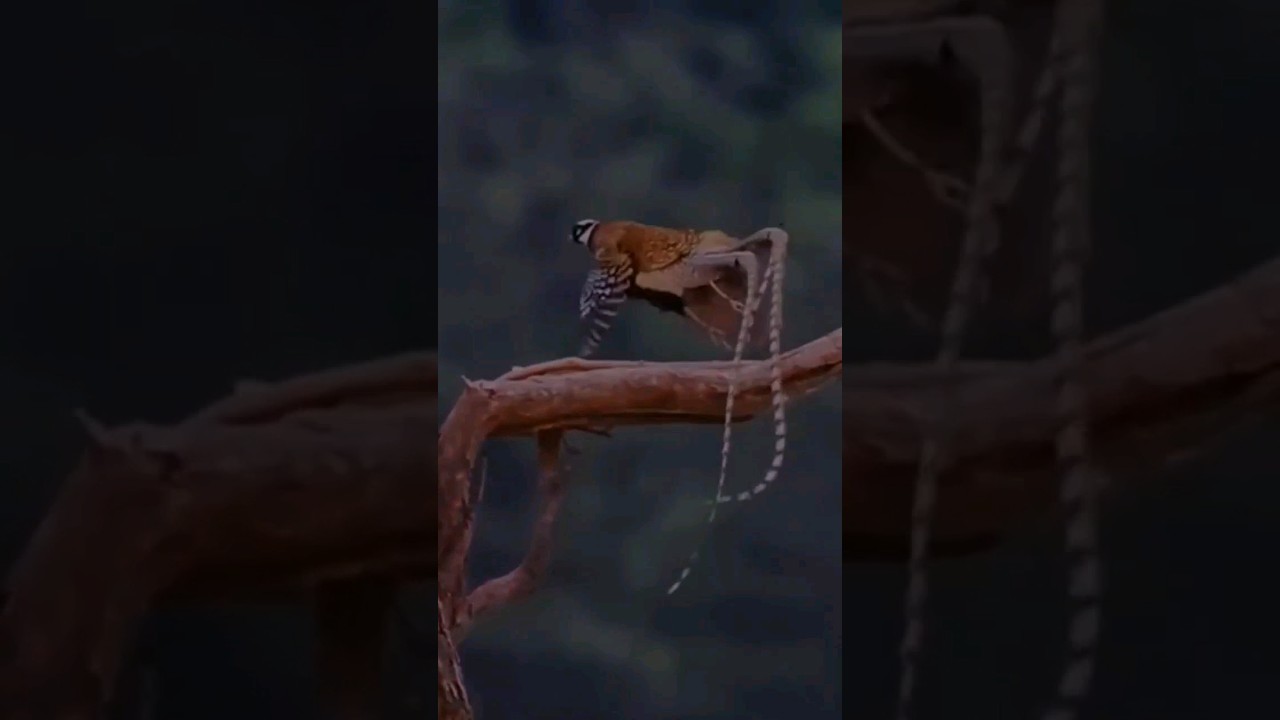 Watch This Pheasant Take Flight – The Result Will Shock You!