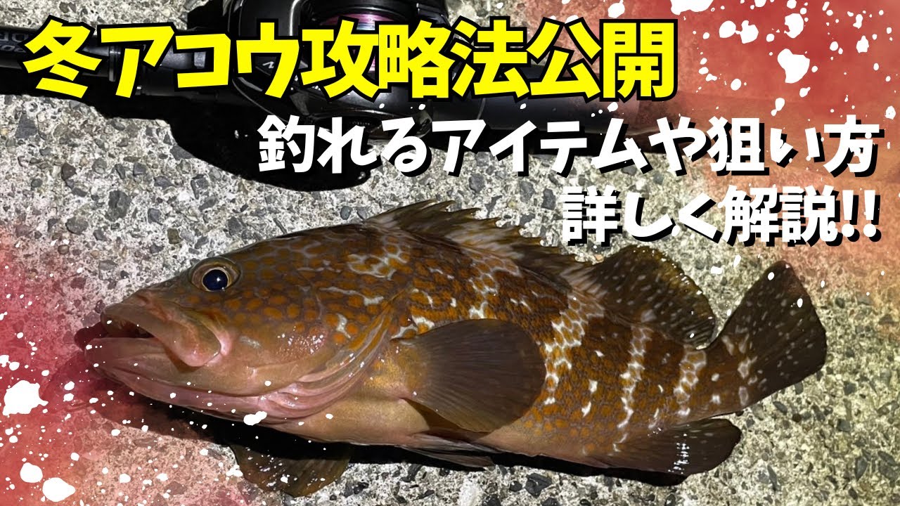冬アコウ(寒キジハタ)の狙い方解説！！これを見れば釣れます！！冬にアコウを釣りたい人は見てください！