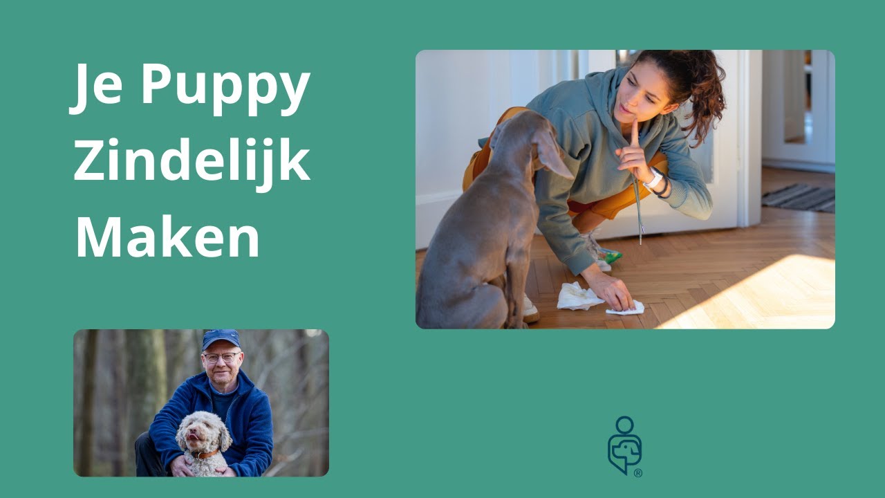 Je puppy zindelijk maken: zo pak je dat aan!