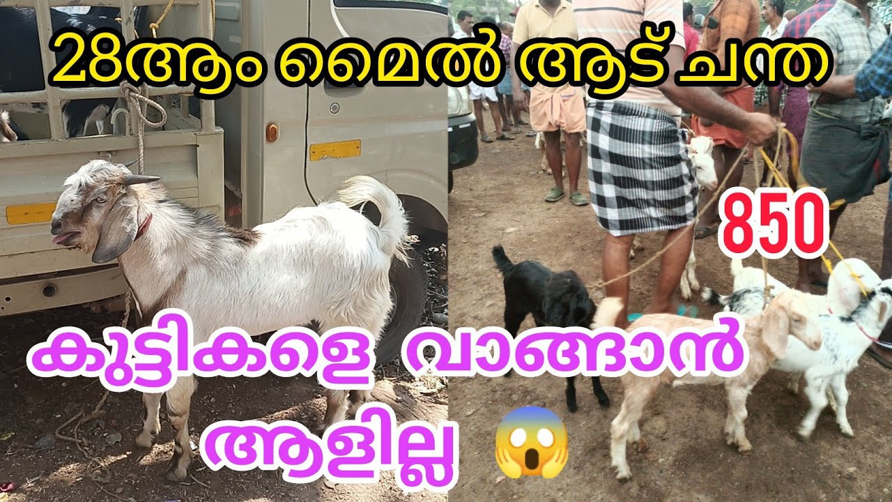കുട്ടികളെ ആർക്കും വേണ്ട വലിയ ആടുകൾക്ക്  വിലകൂടി 