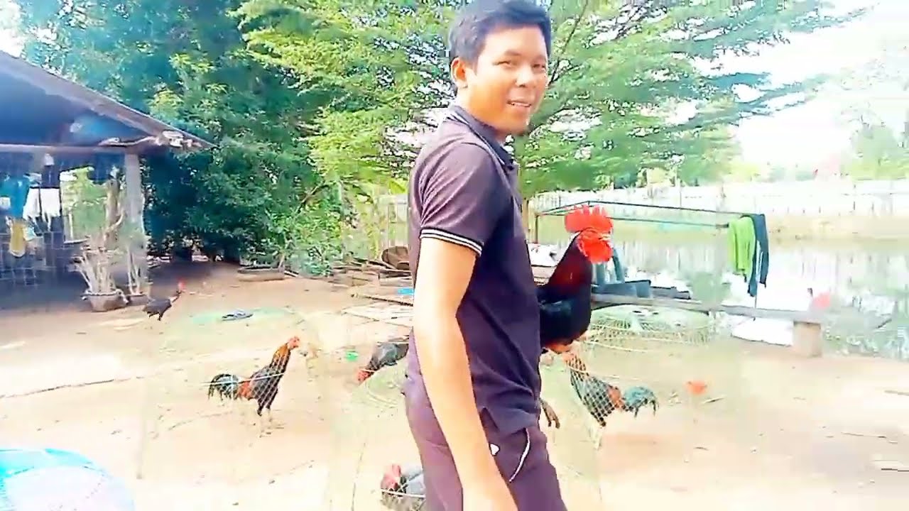 แดดออกแล้วนำไก่มาอาบน้ำแบบง่ายๆ