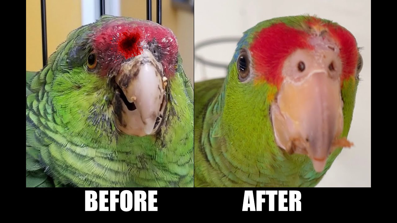 PARROT RESCUE TRANSFORMATION STORY! RECOVERY, RESCUE & UPDATE! Amazon baby bird!