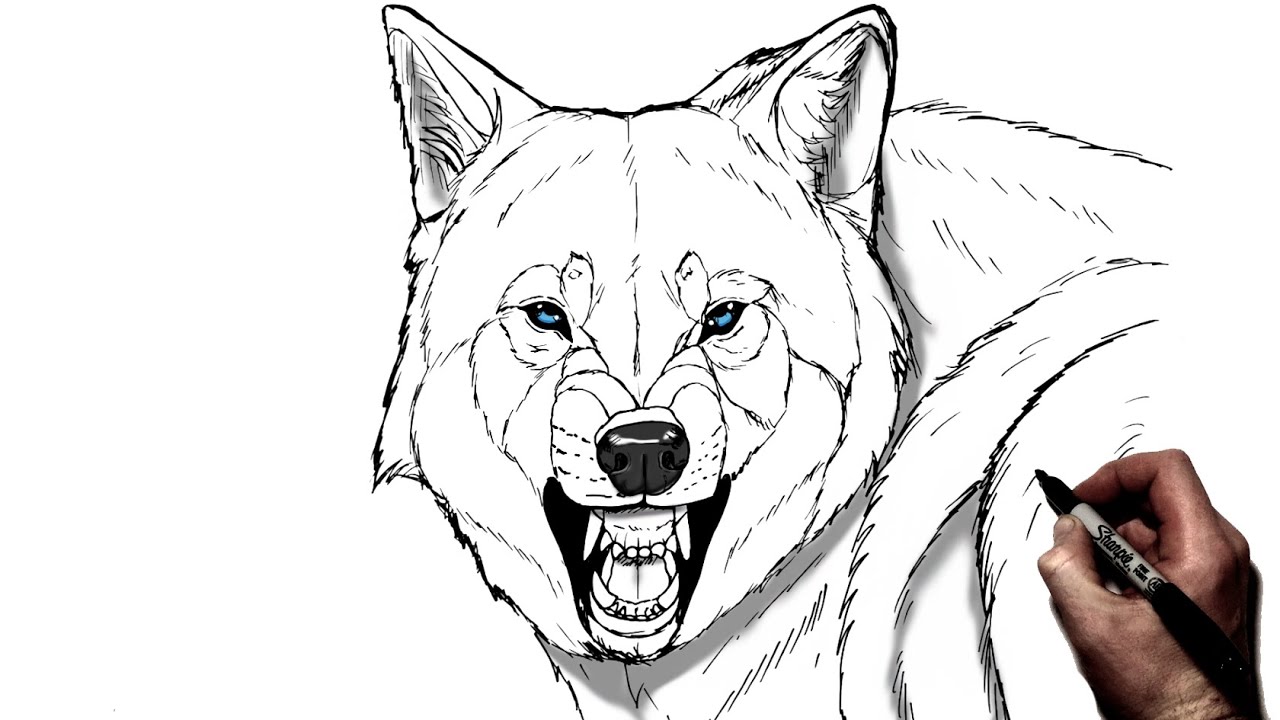 How To Draw A Snarling Wolf | Step By Step