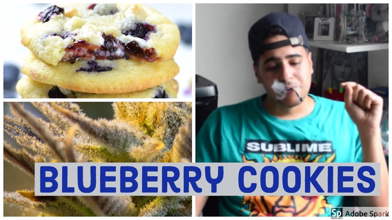 Blueberry cookies weed strain review🔥