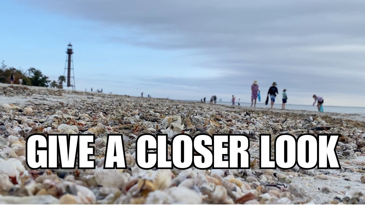 А если ракушек нет? Смените местоположение, поищите внимательнее, но оставайтесь довольными!