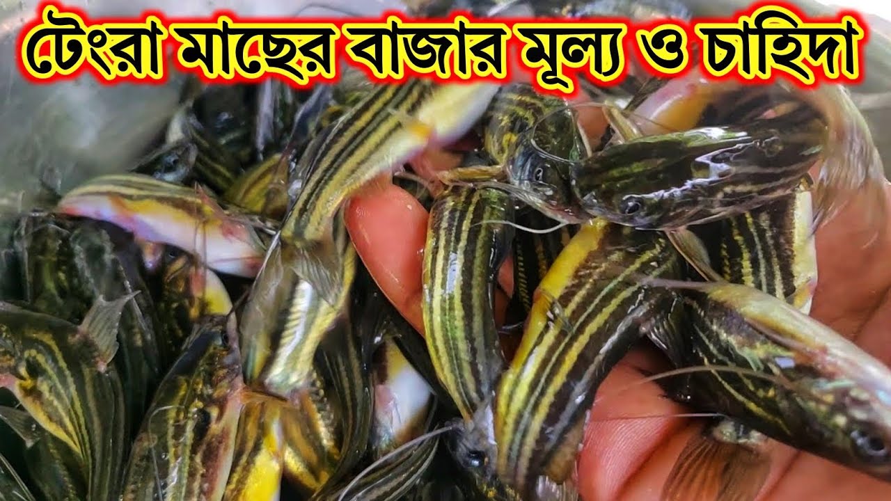 টেংরা মাছের বাজার মূল্য ও চাহিদা। যোগাযোগ-01710223754