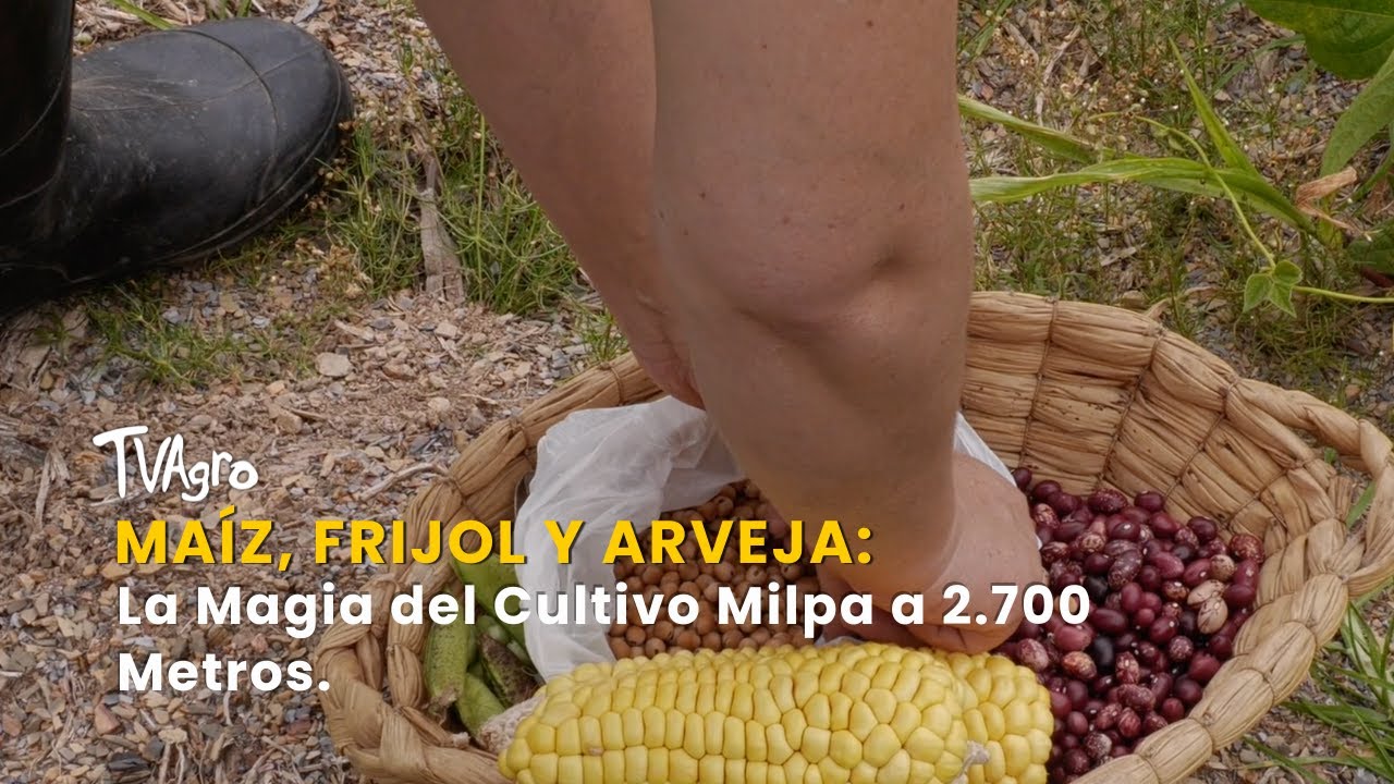 Maíz, Frijol y Arveja: La Magia del Cultivo Milpa a 2.700 Metros - TvAgro por Juan Gonzalo Angel