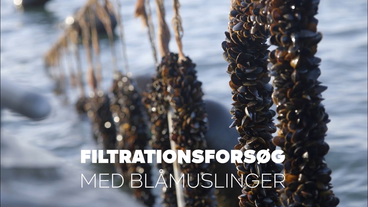 Filtrationsforsøg med blåmuslinger