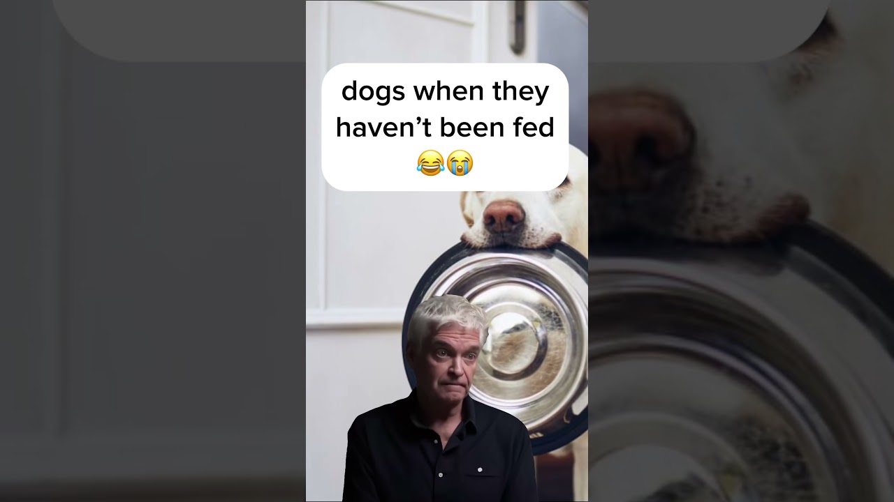 Don&rsquo;t Forget to Feed the Dog! #pets #dogs #memes #funnymemes #pethumor