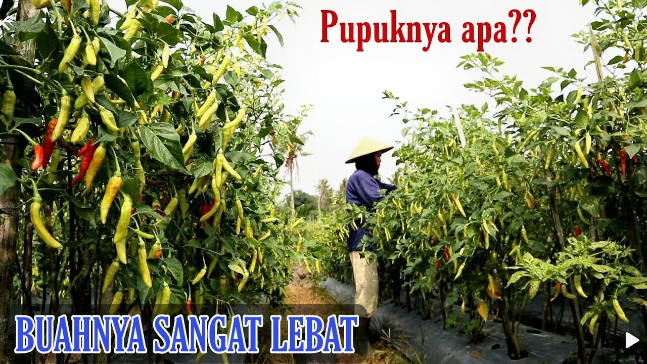 Cabe rawit viral agar buahnya lebat pake pupuk apa?