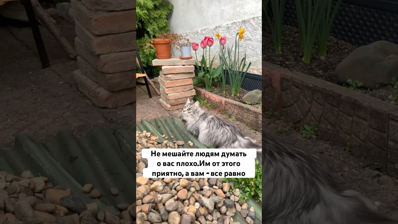 Игнорируй, что бы сиять #жизньвчехии #weekend #стройка #мудростьдня #юмор #видосыоткота