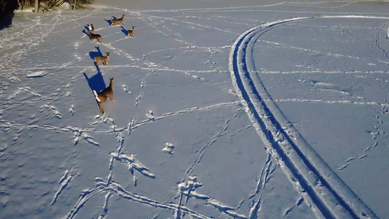 Deer on the frozen lake