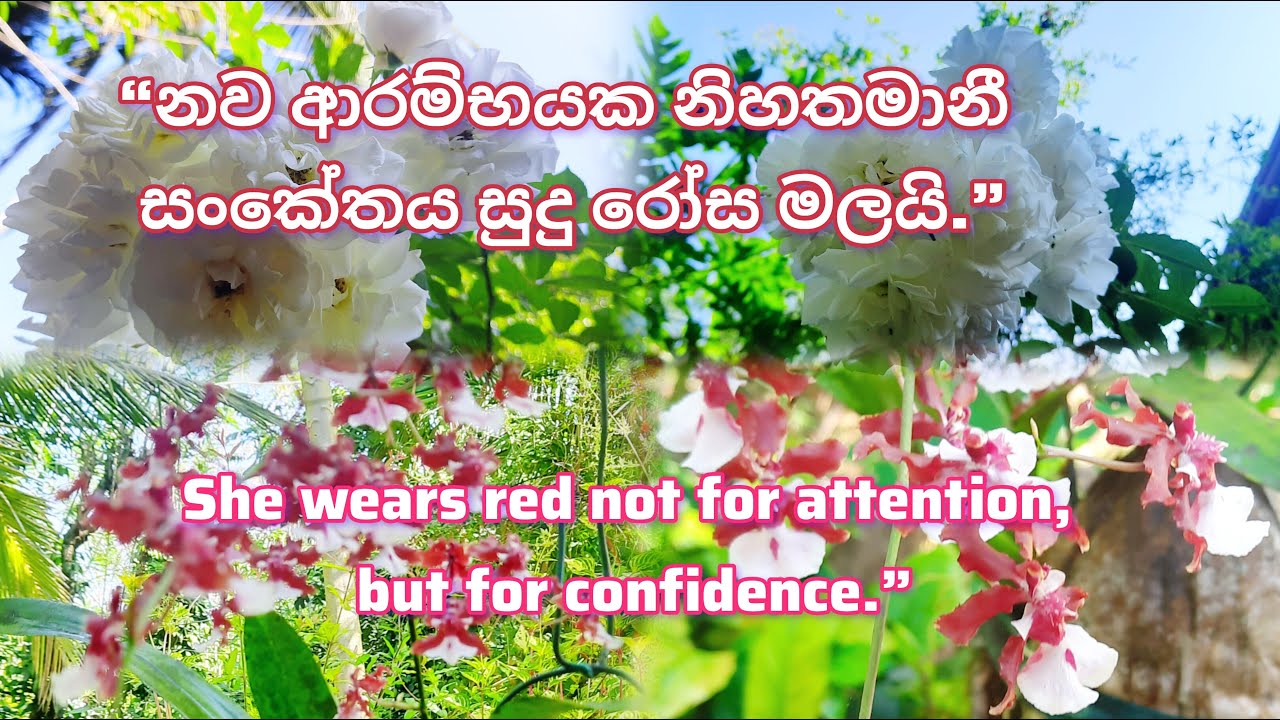 When White Roses Bloom &Red Kandyan Dance Moves A Visual Harmonyඑකතුවෙලා පිපිච්ච මල් සතුටින් පුරවයි.
