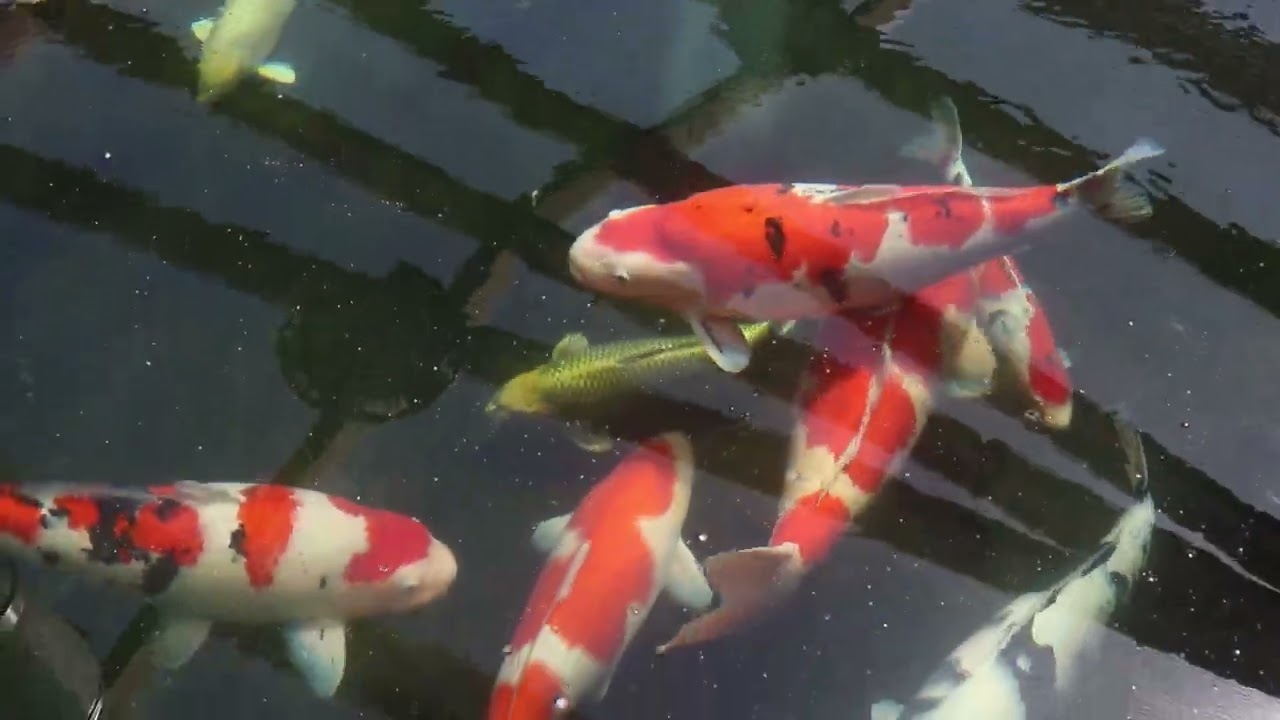 Our Main Koi Pond - June 2024