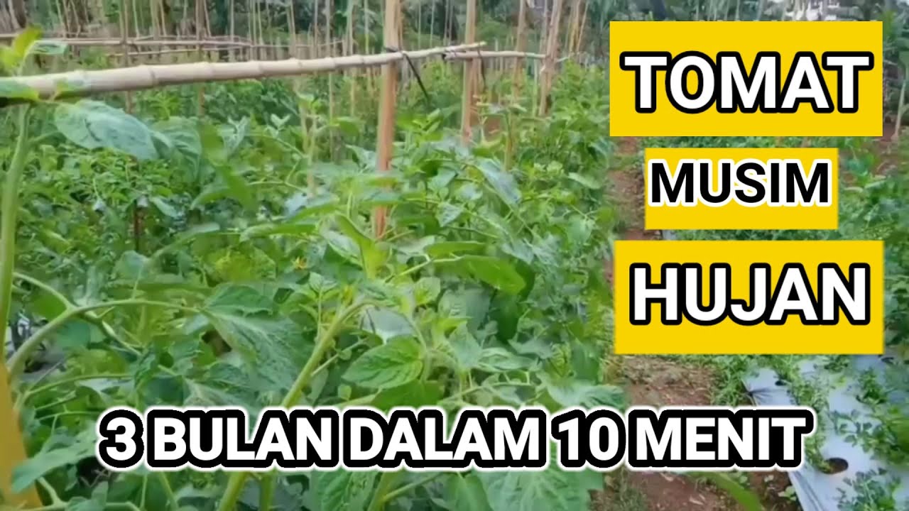 BAGAIMANA MENANAM TOMAT DARI AWAL SAMPAI PANEN DI MUSIM HUJAN