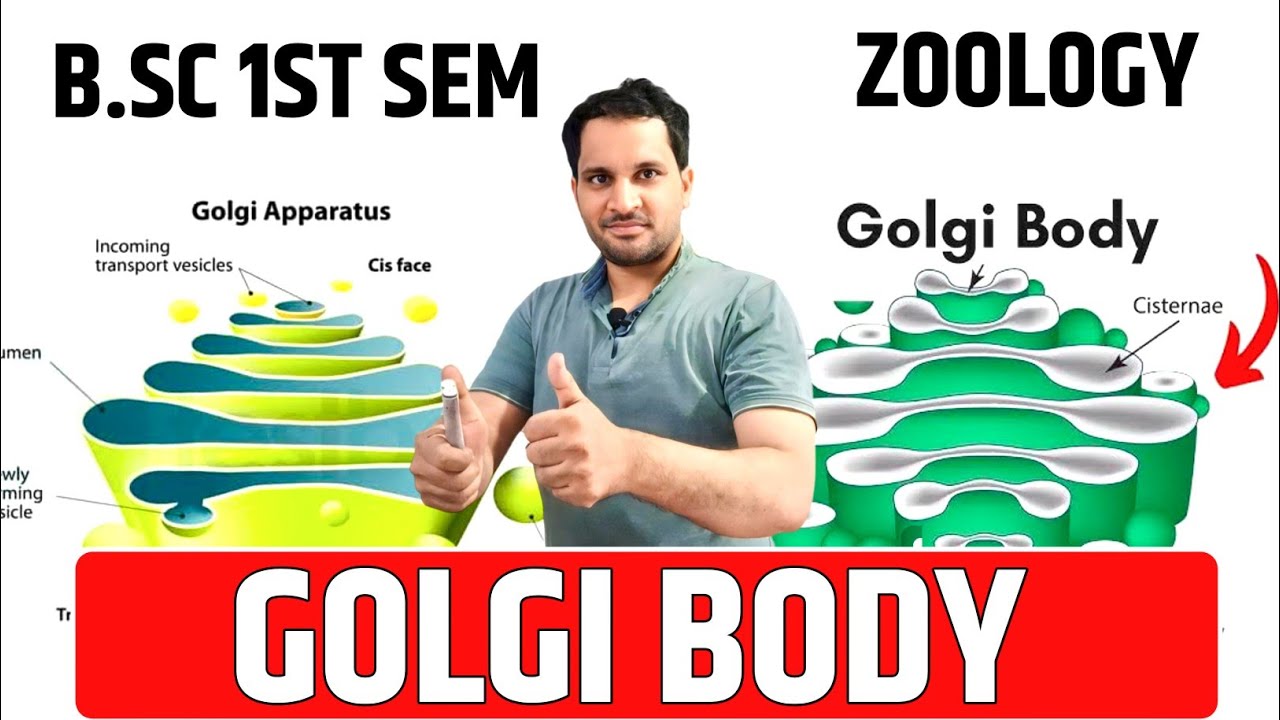 Golgi Body | Golgi Body Bsc 1st Year | Golgi Body Structure and function | Golgi Body Bsc 1st Sem