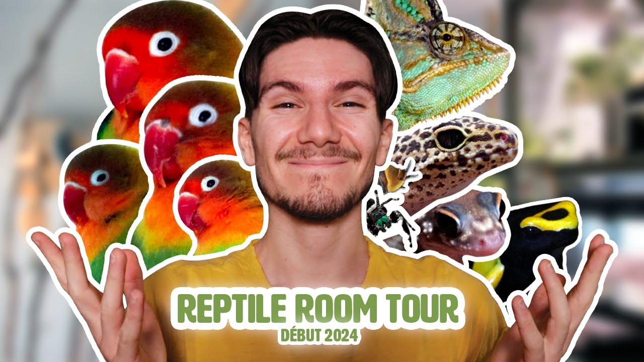 Reptile Room Tour : Update Début 2024 ! (on commence bien l'année)