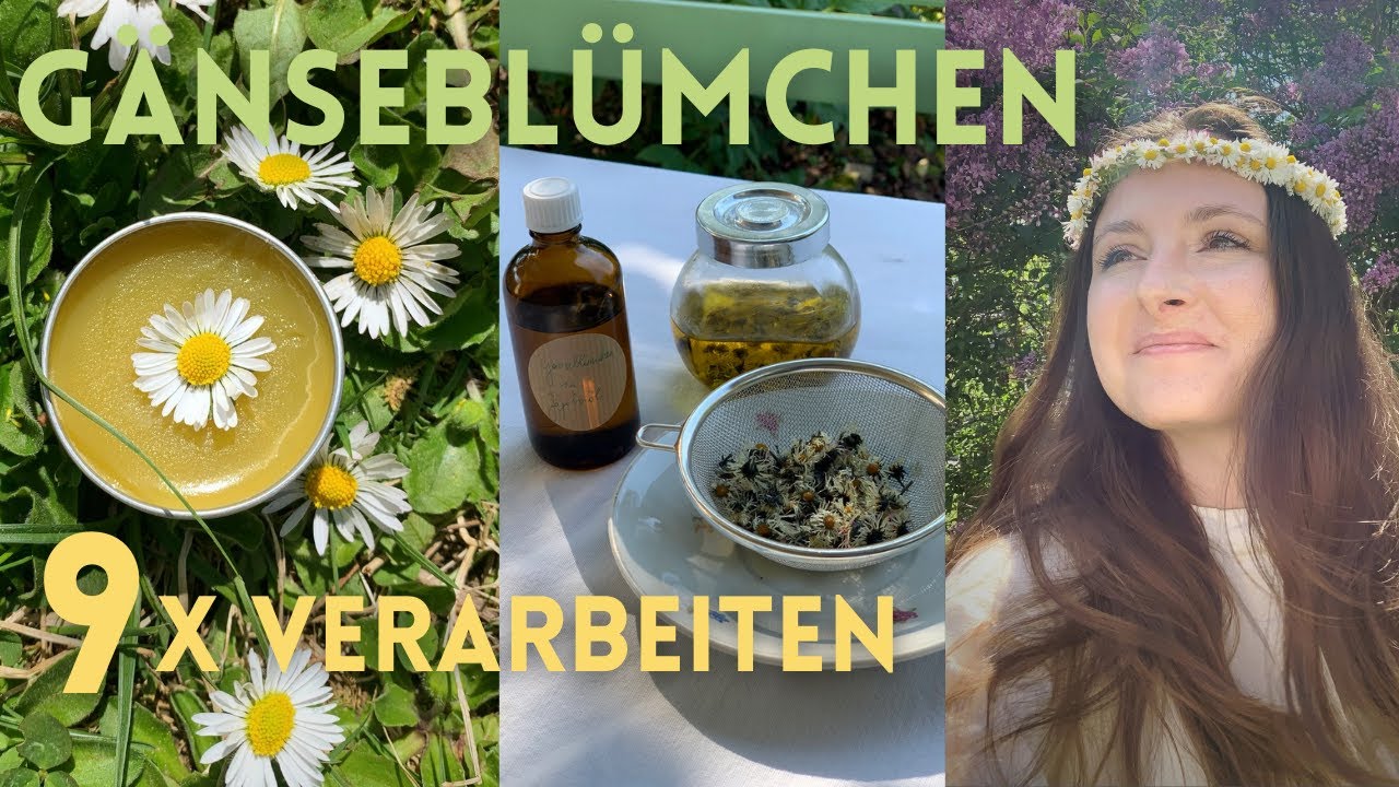 Gänseblümchen verarbeiten: 9 Rezepte (Hautpflege, Tee, Blumenkranz & mehr)
