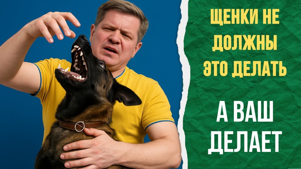 Как отучить щенка кусаться? Исправляем за 7 минут.