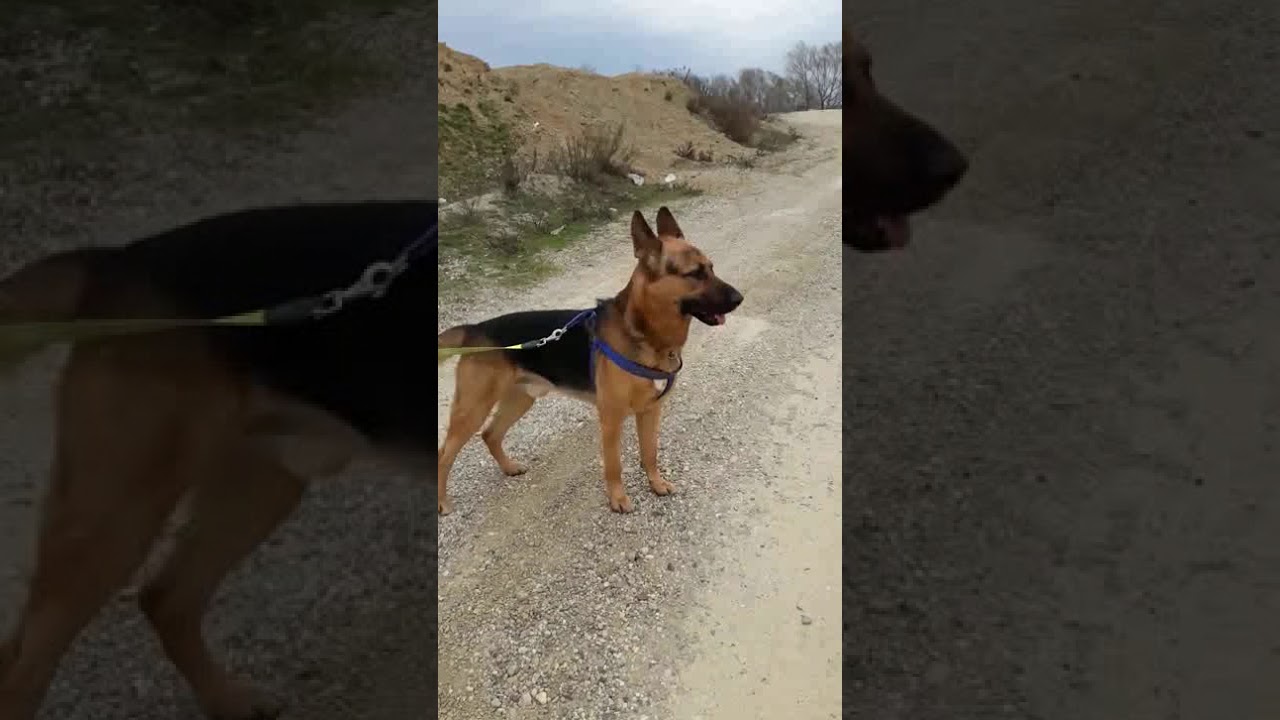 mantrailing alex 04 02 2018