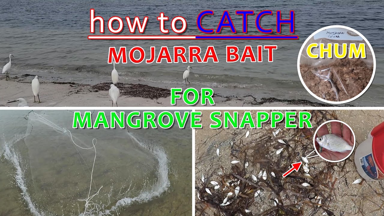 how to Catch: Mojarra Bait for Mangrove Snapper Fishing | South Florida Saltwater Bridge Fishing